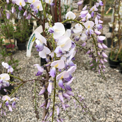 3 Plants For The Price of 2 Wisteria Prolific 3 Litre Pot