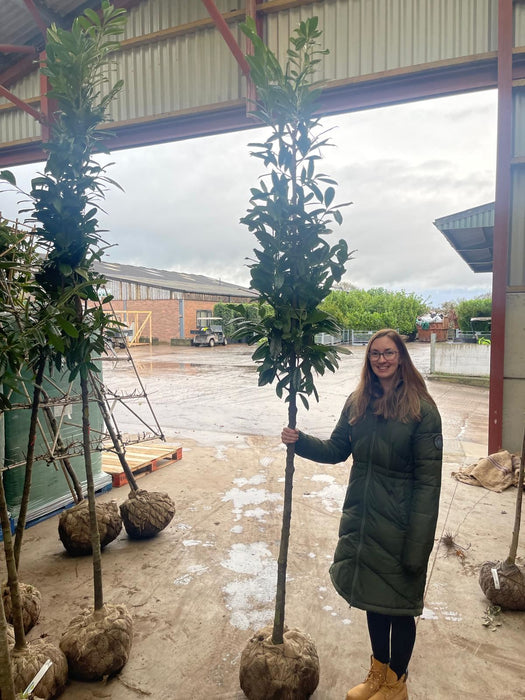 Prunus laur. Novita Full Standard 10/12cm Girth 170/180cm Stem Root Ball