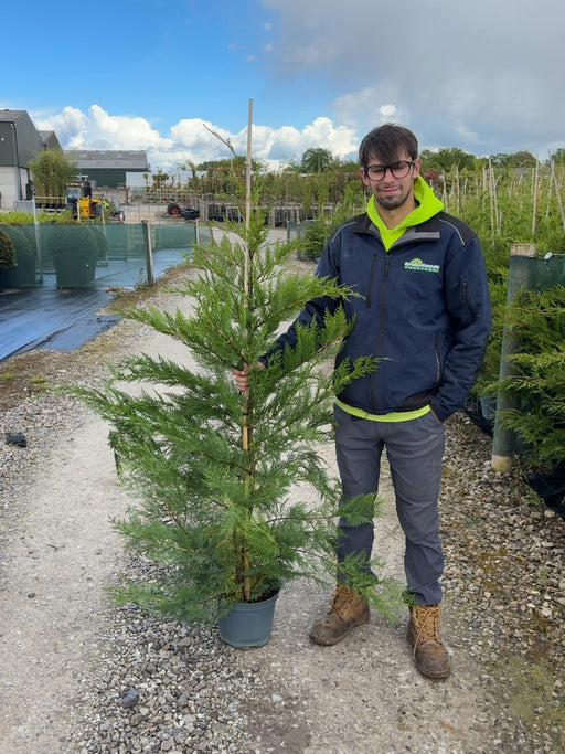 Green Leylandii Hedging 7.5 Litre Pot 130-150cm
