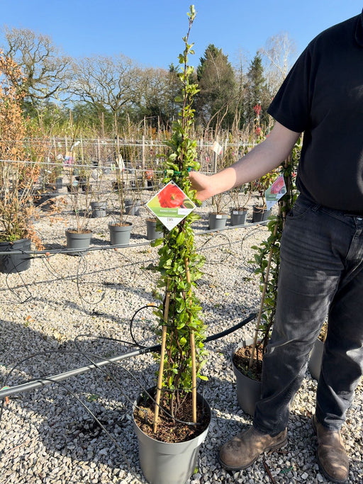 Chaenomeles speciosa Mango Storm 12 Litre Pot 100/25cm