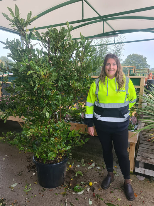 Magnolia Stellata 50 Litre Pot 150/160cm