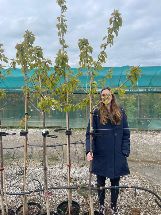 Cherry Prunus Avium Regina 10 Litre Pot Half Standard