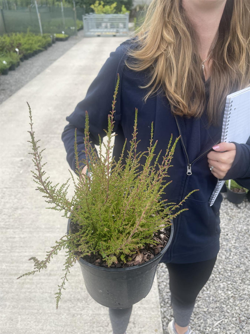Calluna Vulgaris Marlies 3 Litre Pot