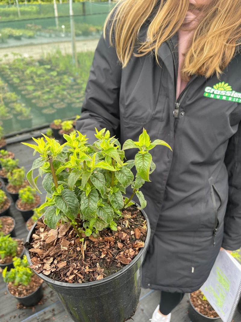 Monarda Balmy Pink 2 Litre Pot