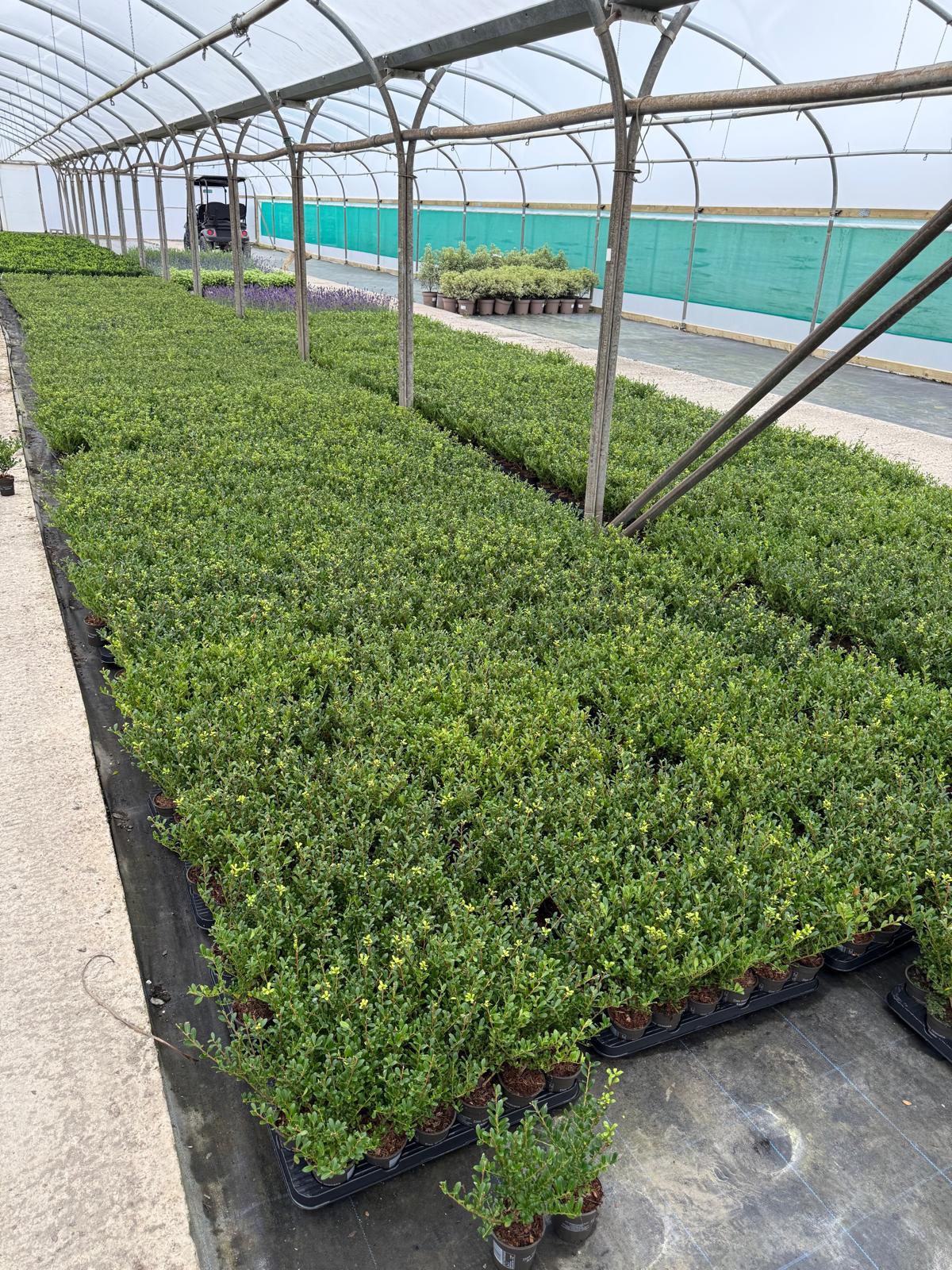 Ilex Crenata Hedging Pot 9cm 15/20cm