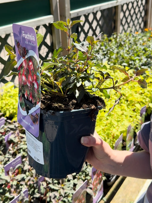 Fuchsia Alice Hoffman 2 Litre Pot