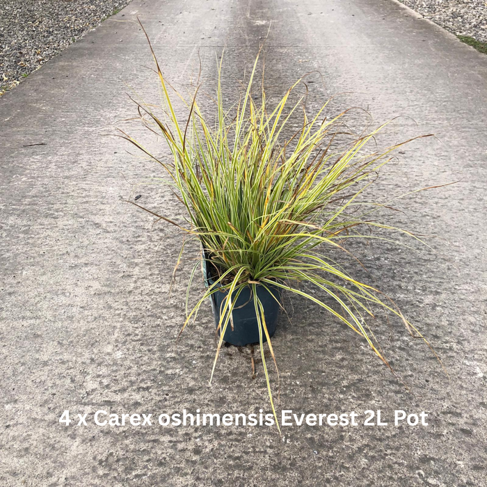 20 x Drought Tolerant Border Pack