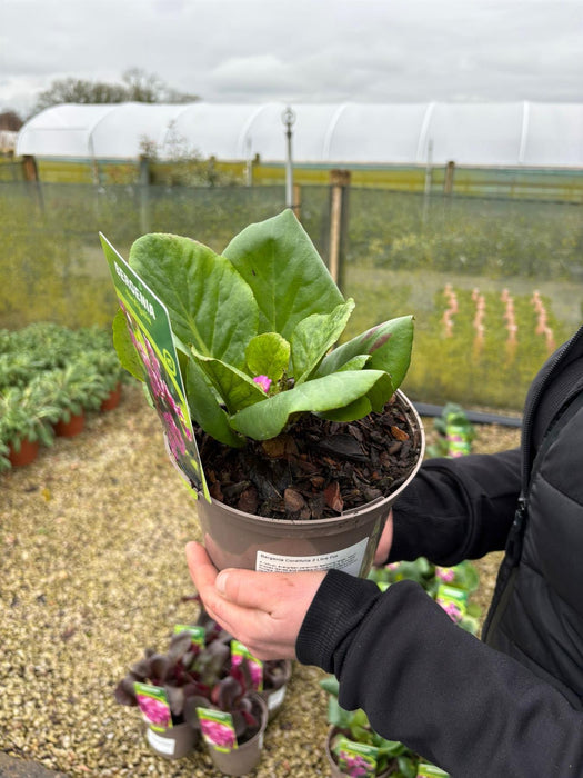 Bergenia Cordifolia 2 Litre Pot