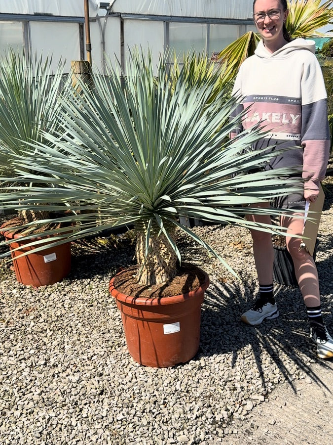 Yucca Rostrata Blue Swan 45 Litre Pot