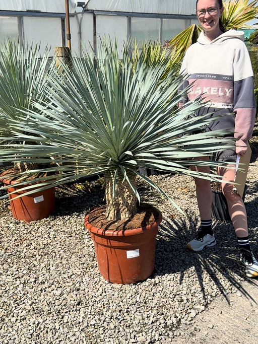 Yucca Rostrata Blue Swan 45 Litre Pot