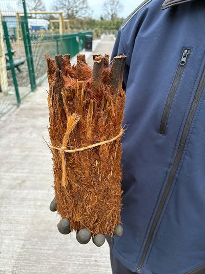 Tree Fern Dicksonia Antarctica 1 Foot Log