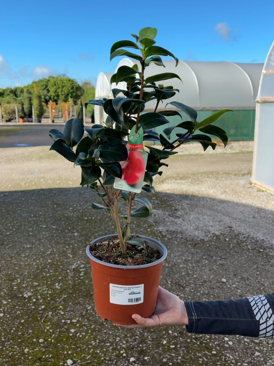 Camellia japonica George Patton 3 Litre Pot