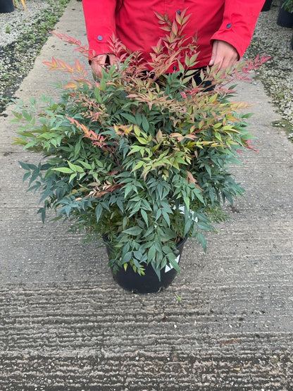 Nandina Domestica Obsessed 20 Litre Pot 70/80cm