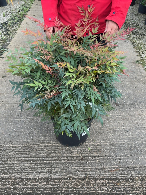 Nandina Domestica Obsessed 20 Litre Pot 70/80cm