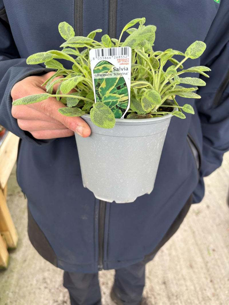 Sage 14cm