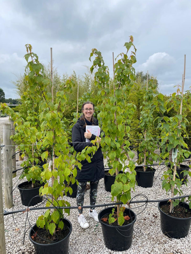 Acer davidii Viper 30 Litre Pot