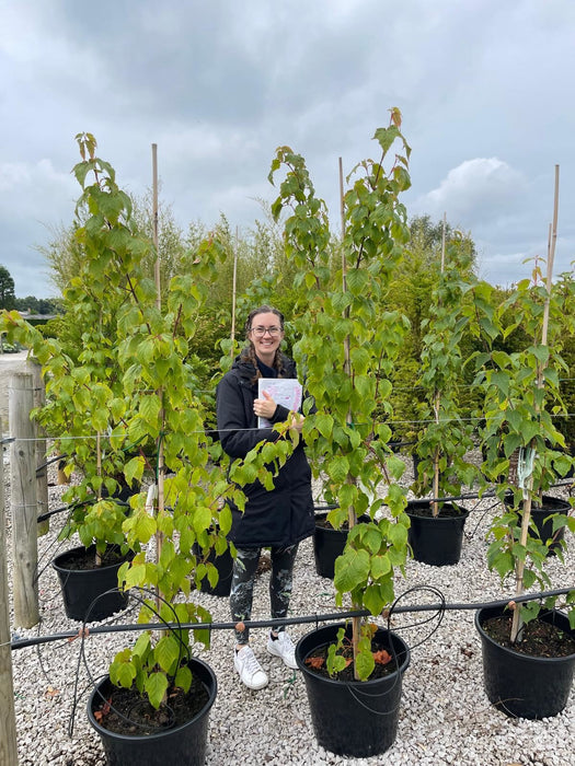 Acer davidii Viper 30 Litre Pot