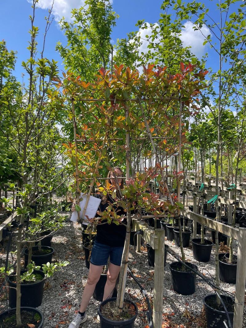 Photinia Red Robin Pleached 80cm Stem 120 x 120 cm Frame Seconds