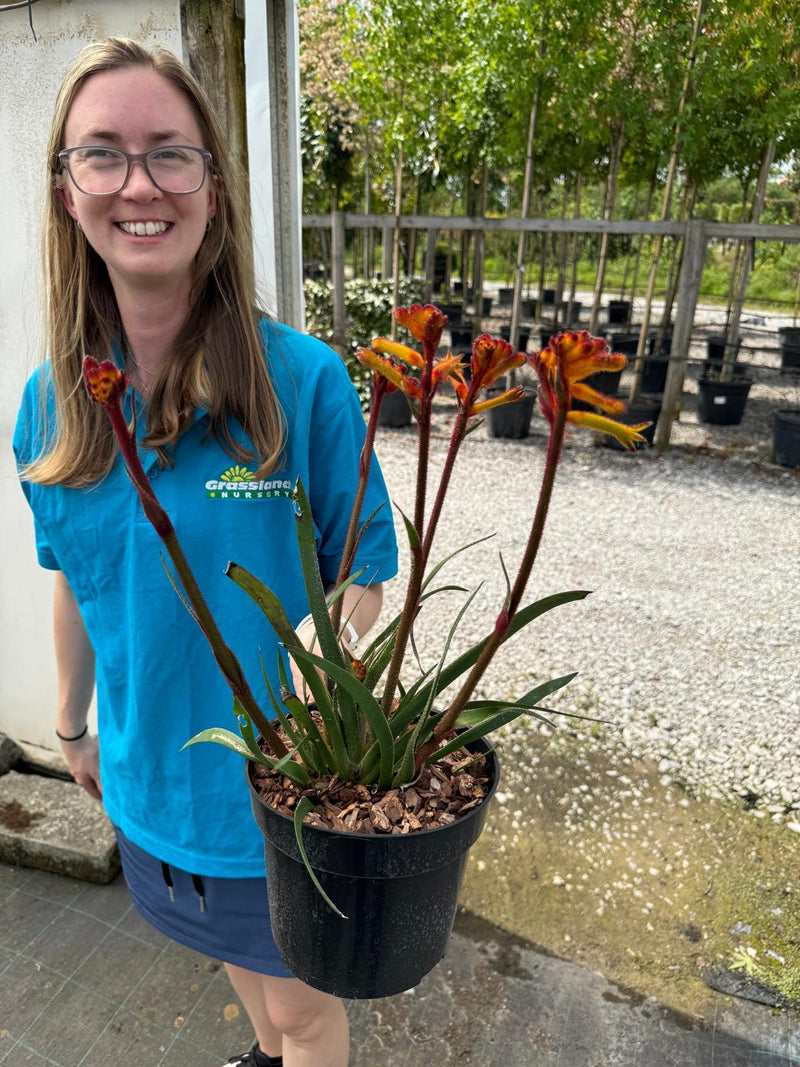 Anigozanthos 'Bush Gems Bush Fire' - Kangaroo Paw 3 Litre Pot