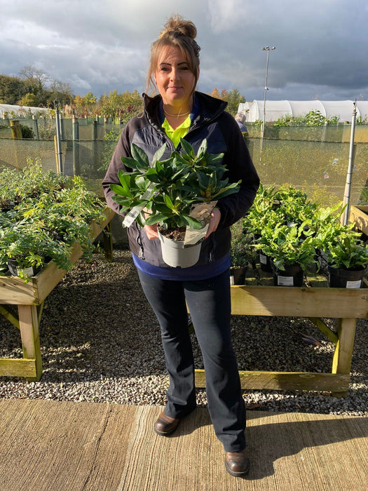 Rhododendron Hybrid Cunninghams White 2 Litre Pot