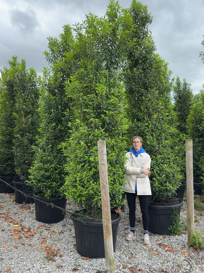 Portuguese Laurel Super Sized 3/3.5m 200 Litre Pot