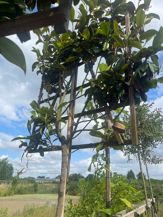 4 x Magnolia Grandiflora Pleached Standard 190cm Stem 120x120cm