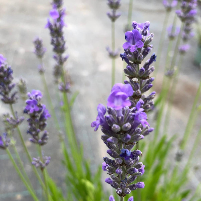 Lavender Angustifolia Munstead 2 Litre Pot