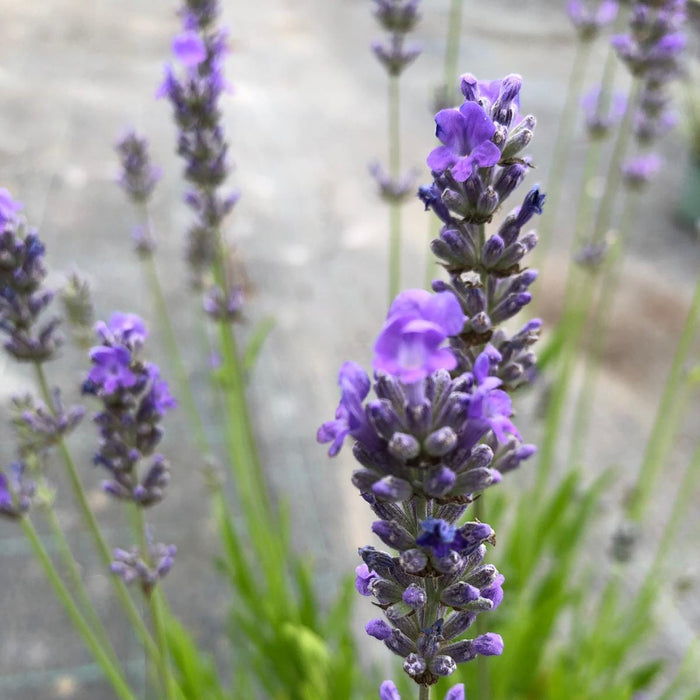 Lavender Angustifolia Munstead 2 Litre Pot