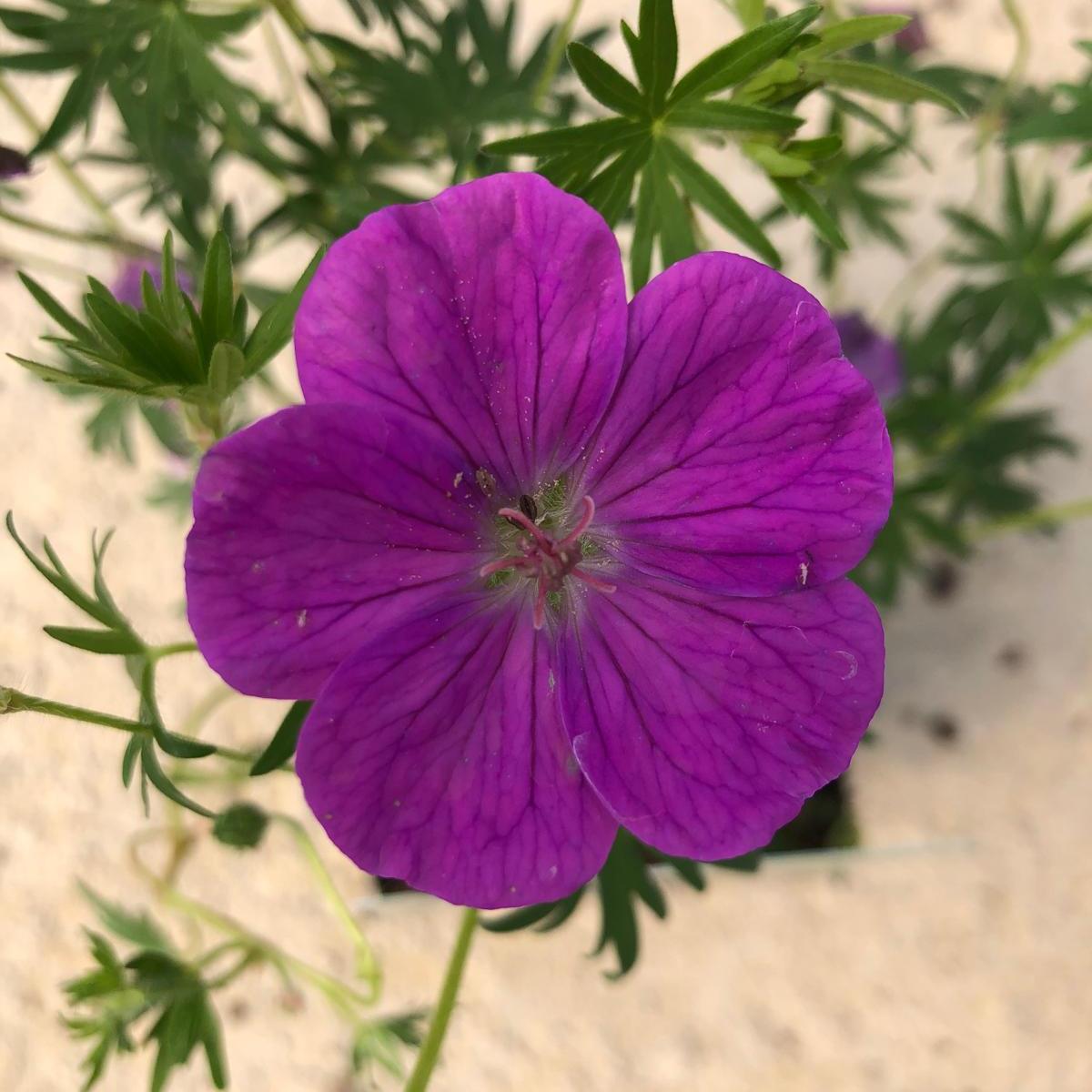 Geranium sanguineum Vision Violet 3 Litre Pot