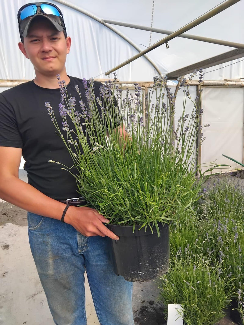 Lavender Munstead 10 Litre Pot