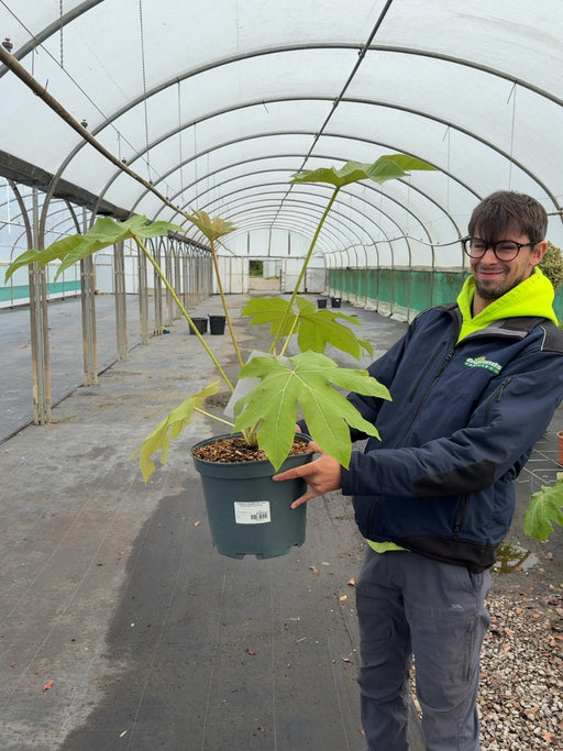 Tetrapanax Papyrifer Rex- Rice Paper Plant 10 Litre Pot