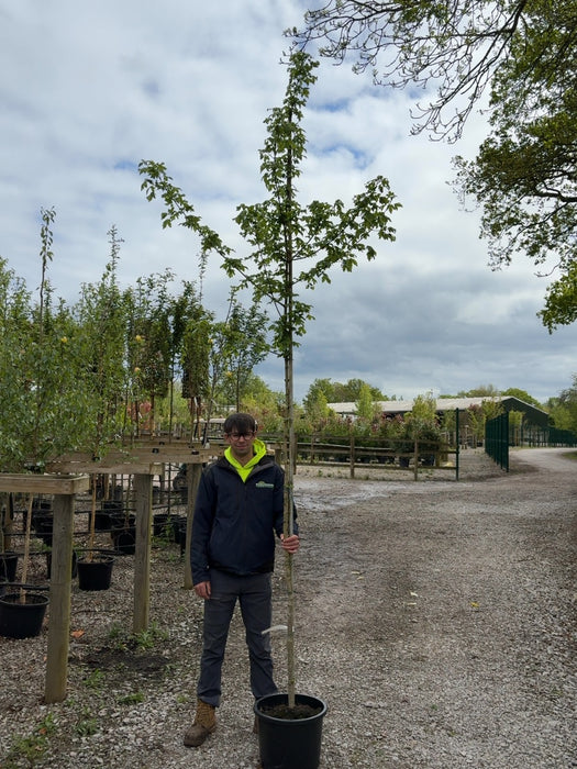 Acer Campestre Std 6/8cm Girth Pot Growing Ready-Pre-Order June