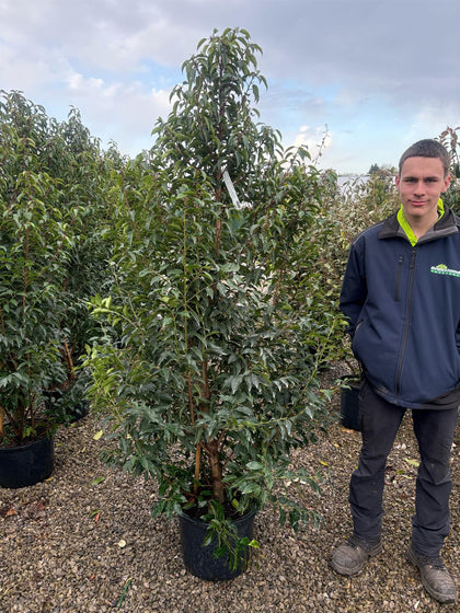 Portuguese Laurel 25 Litre 190/210