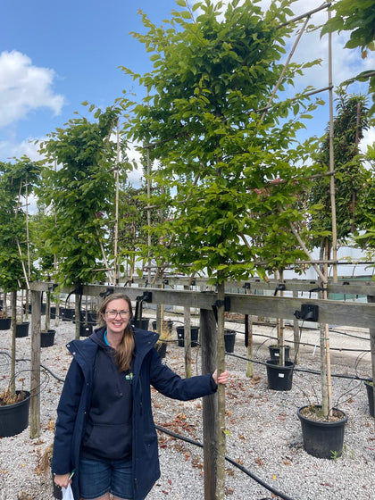Carpinus B. Pleached 8/10cm G, 150cm Stem, 120cmx120cm Rootballed