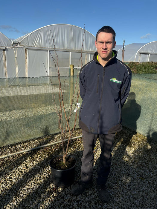 Cercis canadensis Ace Of Spades 20 Litre Pot 125/150cm Tall