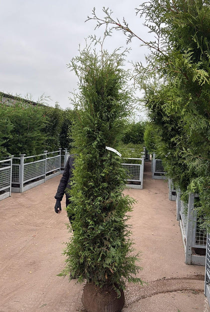 Thuja Brabant 200-225cm Root Ball Delivery Feb