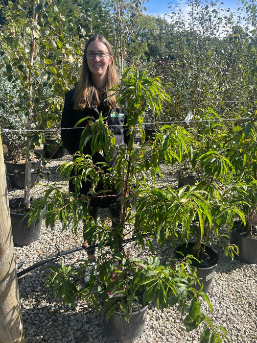 Prunus persica Taoflora Red 15 Litre Pot