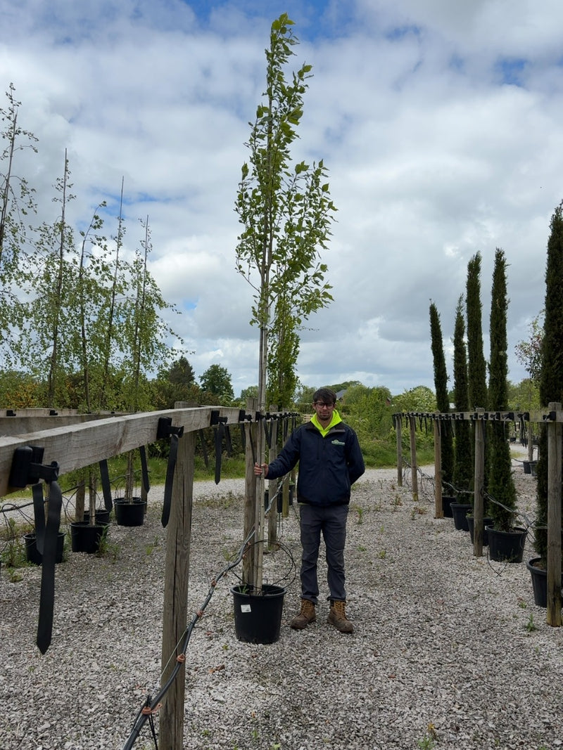 Populus can. Robusta 8/10cm Girth Root Ball