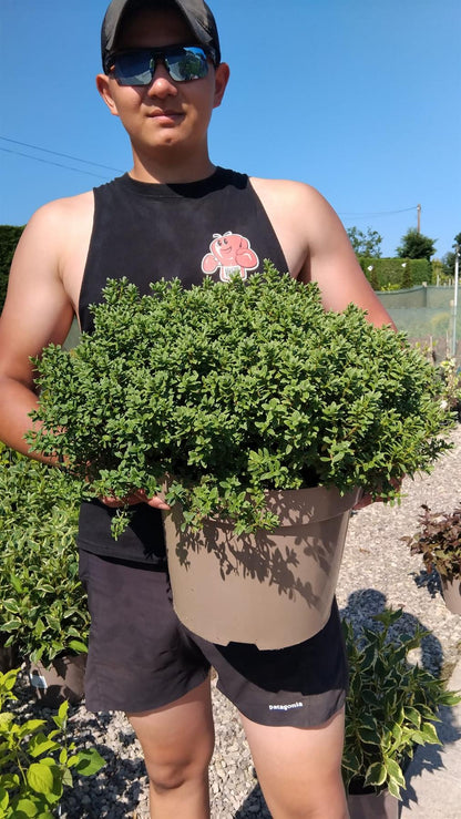 Hebe pinguifolia Sutherlandii 10 Litre Pot