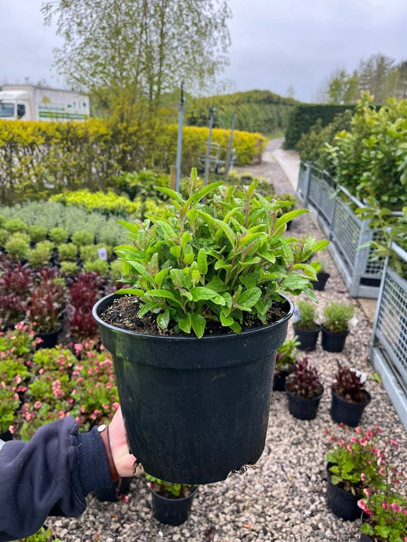 Veronica Spic. Anniversary Blue 5 Litre Pot