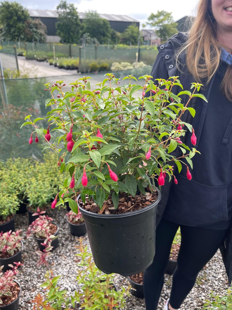 Fuchsia Tom Thumb 3 Litre Pot