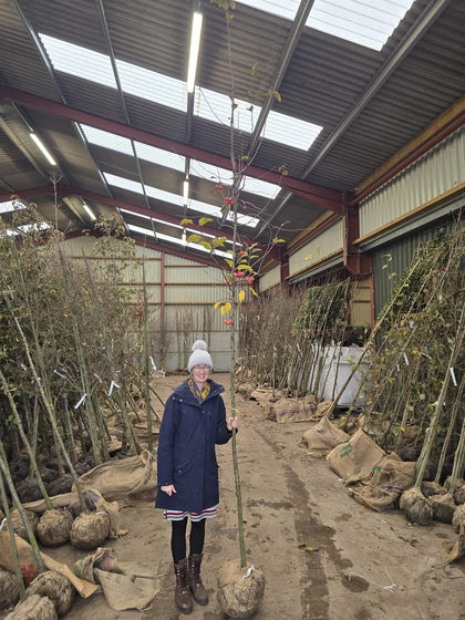 Malus Red Sentinel Heavy Std 8/10cm Girth Rootballed