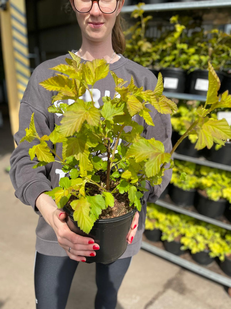 Physocarpus Amber Jubilee 3 Litre Pot