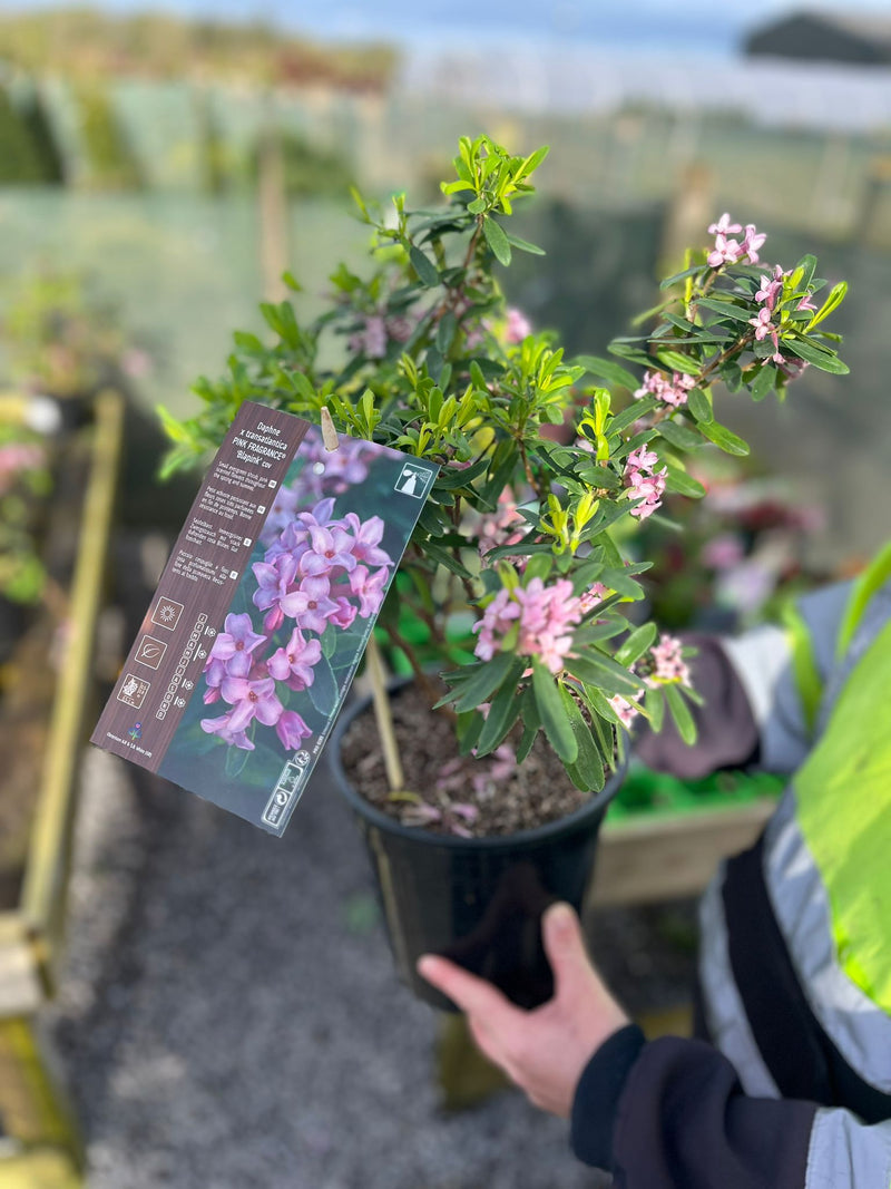 Daphne Transatlantica Pink Fragrance 4.5 Litre Pot