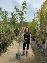 Acer freemanii Jeffer's Red 15 Litre Pot