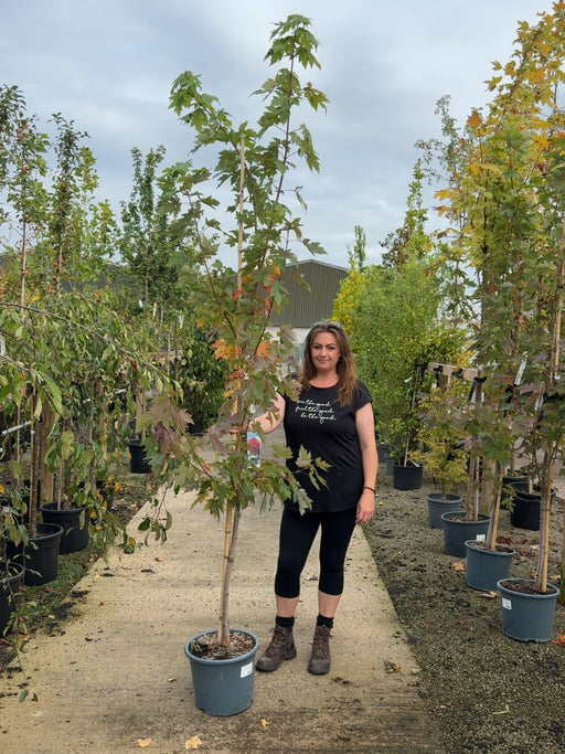 Acer freemanii Jeffer's Red 15 Litre Pot