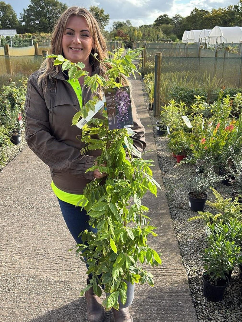 Wisteria Floribunda Caroline 4  Litre Pot