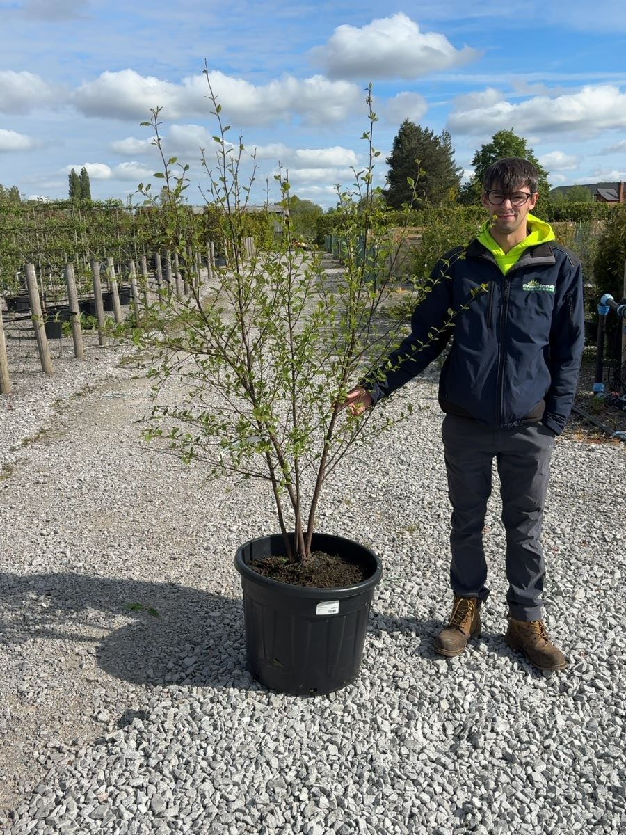 Betula Nigra Multi Stem 150/175cm Root Ball Delivery From November