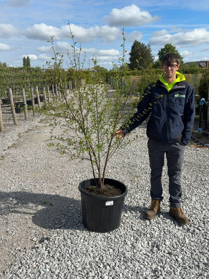 Betula Nigra Multi Stem 150/175cm Root Ball Delivery From November