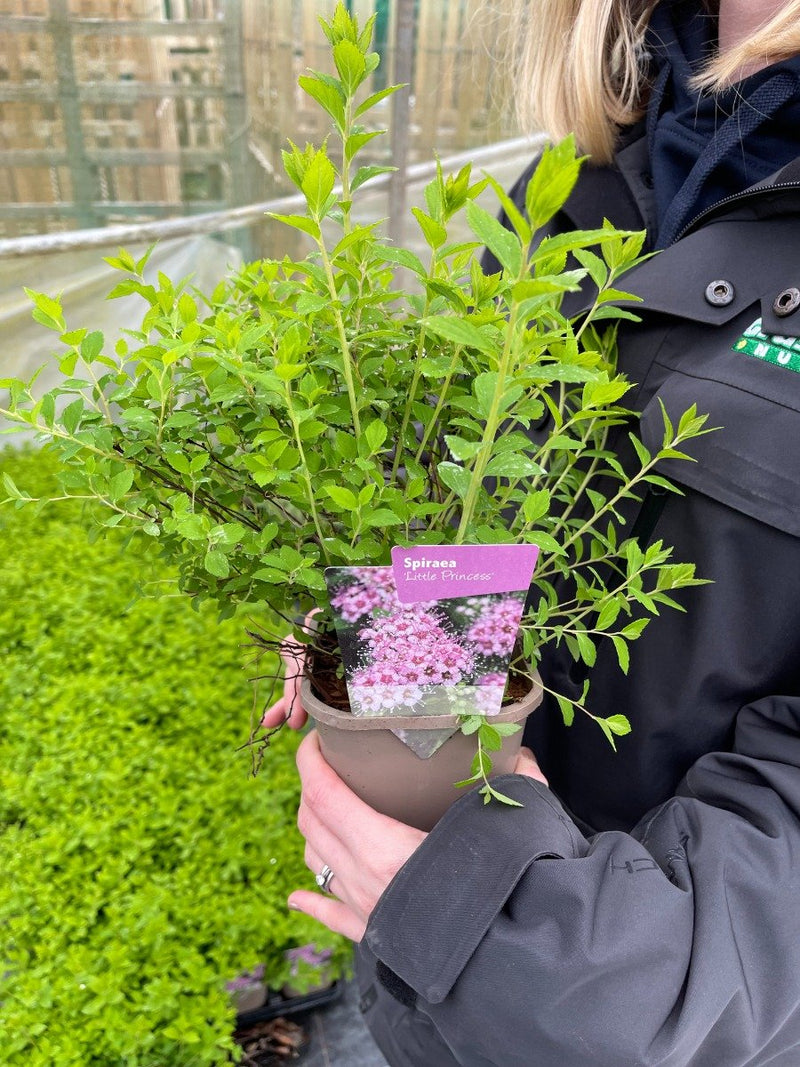Spiraea japonica Little Princess 3L Pot